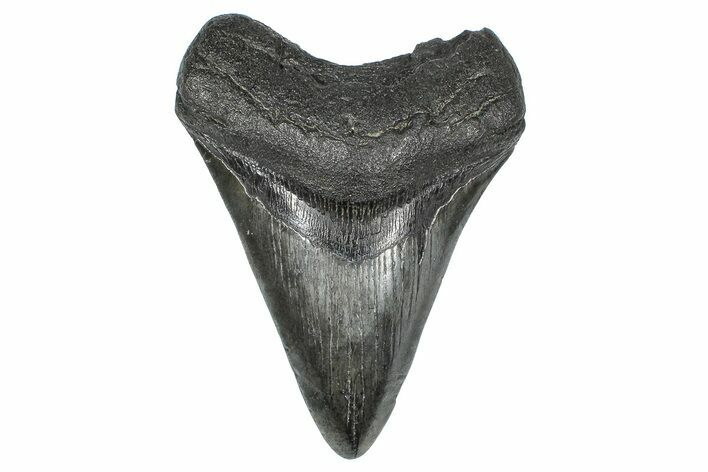 Fossil Megalodon Tooth - South Carolina #367985